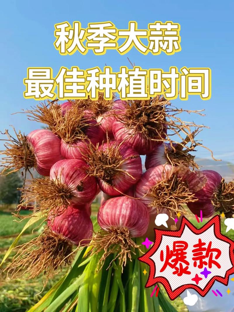 小菜种植技巧_科普蔬菜种植技巧有哪些方面 小菜种植技巧_科普蔬菜种植技巧有哪些方面 番茄病虫害防治