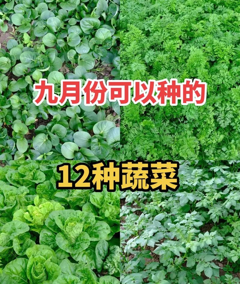 广西百色9月10月适合种什么菜_广西蔬菜种植技巧培训班 广西百色9月10月适合种什么菜_广西蔬菜种植技巧培训班 植物种类