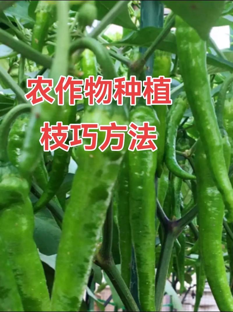 蔬菜种植方法_蔬菜种植技巧和方法视频 蔬菜种植方法_蔬菜种植技巧和方法视频 番茄病虫害防治