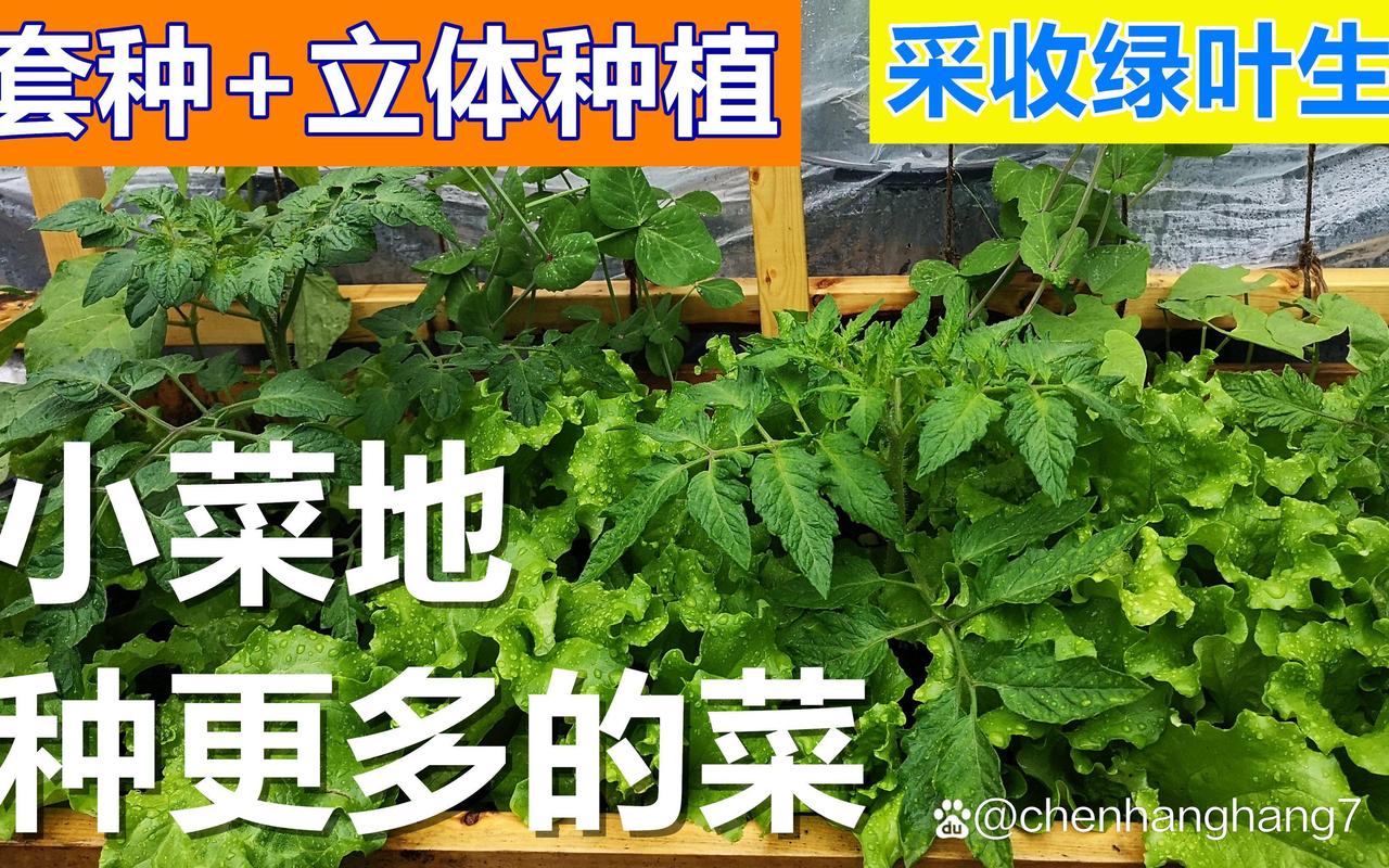 蔬菜种植最佳搭档_番茄套种豌豆怎么种植视频 蔬菜种植最佳搭档_番茄套种豌豆怎么种植视频 番茄病虫害防治