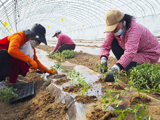 2020清明节前后,农家院子里可以种植哪些瓜果蔬菜_番茄能种树吗怎么种植视频 花朵知识 2020清明节前后,农家院子里可以种植哪些瓜果蔬菜_番茄能种树吗怎么种植视频 2020清明节前后,农家院子里可以种植哪些瓜果蔬菜_番茄能种树吗怎么种植视频 花朵知识
