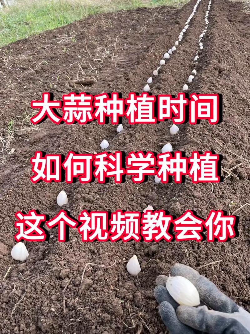 怎么利用没有封闭的阳台种蔬菜_无架番茄怎么种植方法视频 怎么利用没有封闭的阳台种蔬菜_无架番茄怎么种植方法视频 花朵知识