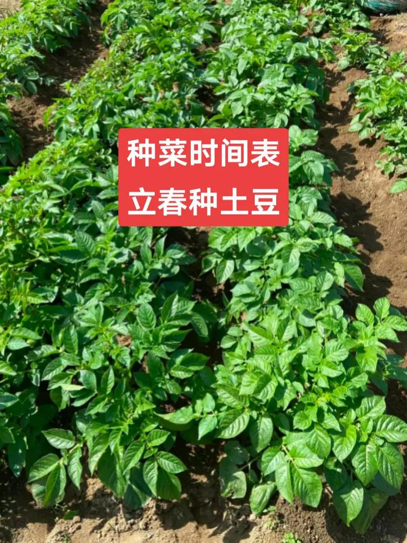 在乡下做教师，课余时间要如何增加收入_蔬菜种植收徒技巧和方法视频 在乡下做教师，课余时间要如何增加收入_蔬菜种植收徒技巧和方法视频 种植技巧