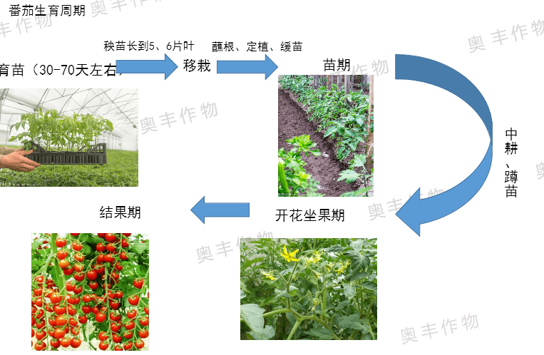 番茄栽培技术的全过程_番茄种植怎么灌溉的呢视频 番茄栽培技术的全过程_番茄种植怎么灌溉的呢视频 种植技巧