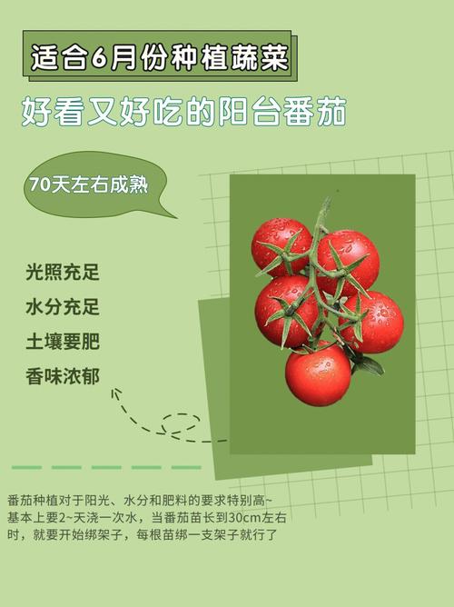 空心菜的栽培时间和技术如何，您知道吗_农村菜田番茄怎么种植的视频 空心菜的栽培时间和技术如何，您知道吗_农村菜田番茄怎么种植的视频 番茄种植技巧