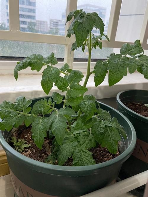 种植番茄时为什么要打顶_小番茄种植怎么打顶视频 种植番茄时为什么要打顶_小番茄种植怎么打顶视频 种植技巧