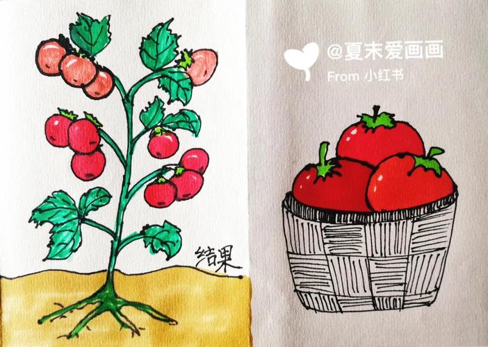 你知道秋天的水果有哪些吗 请你来画一画便涂上颜色_布朗番茄怎么种植方法视频 你知道秋天的水果有哪些吗 请你来画一画便涂上颜色_布朗番茄怎么种植方法视频 花朵知识