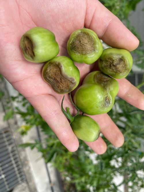 西红柿结果后就烂掉怎么解决_番茄腐烂怎么种植视频 西红柿结果后就烂掉怎么解决_番茄腐烂怎么种植视频 花朵知识
