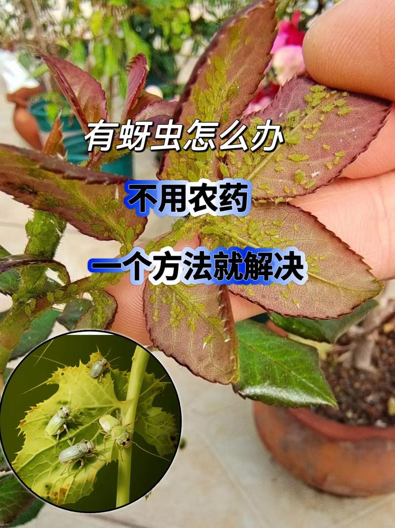 家庭种植蔬菜治蚜虫小妙招_蔬菜种植六个小技巧视频 家庭种植蔬菜治蚜虫小妙招_蔬菜种植六个小技巧视频 土壤施肥