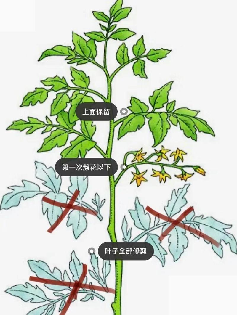 西红柿怎么打杈留枝_番茄种植怎么整枝打杈呢 西红柿怎么打杈留枝_番茄种植怎么整枝打杈呢 土壤施肥