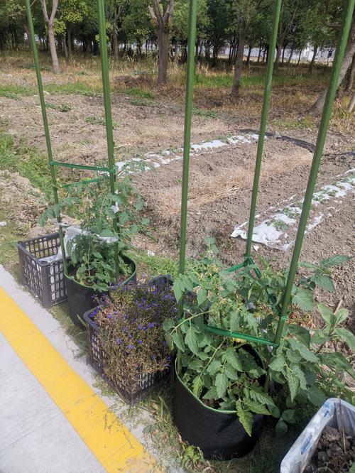 番茄竹架子怎么搭_怎么种植番茄插竹竿呢 番茄竹架子怎么搭_怎么种植番茄插竹竿呢 农业常识