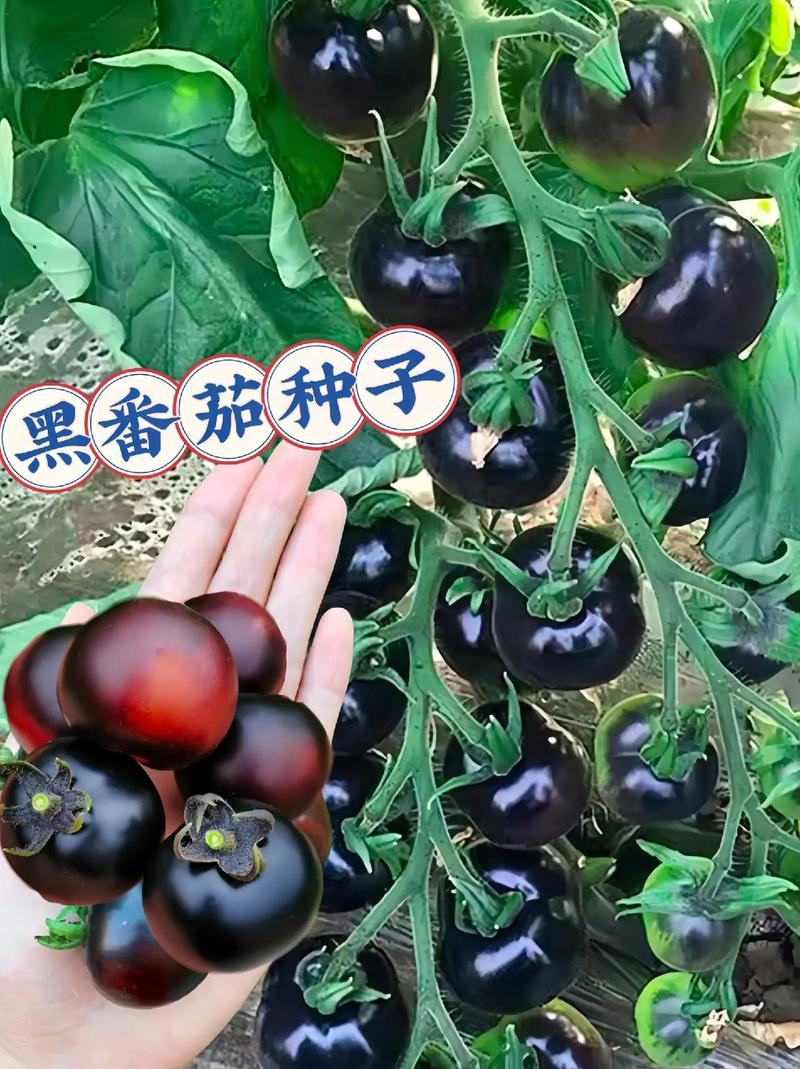 黑珍珠番茄盆栽种植方法_盆栽黑番茄种子怎么种植视频 黑珍珠番茄盆栽种植方法_盆栽黑番茄种子怎么种植视频 番茄病虫害防治