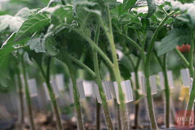 超级番茄种植方法全过程_水果大番茄怎么种植方法视频 超级番茄种植方法全过程_水果大番茄怎么种植方法视频 花朵知识