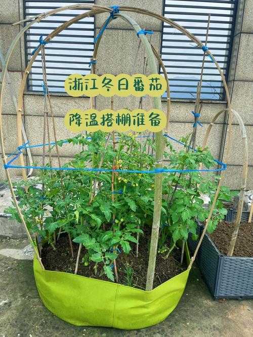 冬季番茄防寒方法_阳台种植番茄冬季怎么养护 冬季番茄防寒方法_阳台种植番茄冬季怎么养护 种植技巧