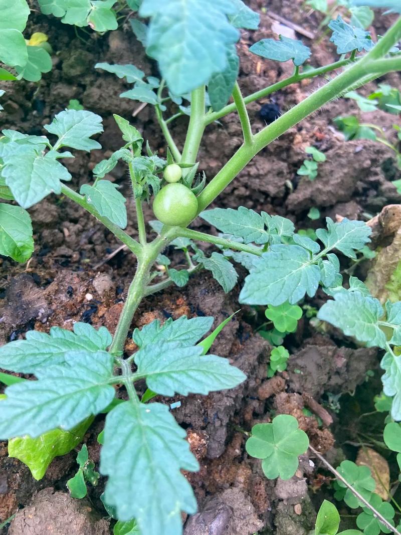 圣女果开花怎么浇水_番茄种植怎么摘花快些呢 圣女果开花怎么浇水_番茄种植怎么摘花快些呢 农业常识