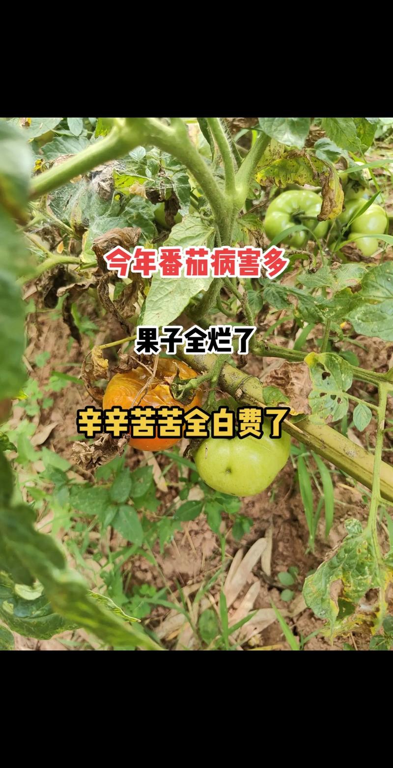 露天番茄疫病高发期，如何科学防治_番茄晚疫病怎么种植的 露天番茄疫病高发期，如何科学防治_番茄晚疫病怎么种植的 植物种类