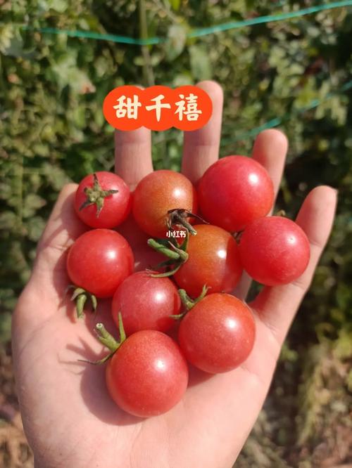 怎样腌制‘小番茄9 0_糖果小番茄种子怎么种植视频 番茄病虫害防治 怎样腌制‘小番茄9 0_糖果小番茄种子怎么种植视频 怎样腌制‘小番茄9 0_糖果小番茄种子怎么种植视频 番茄病虫害防治