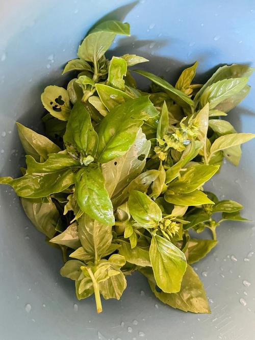 王刚牛排西红柿做法_怎么种植整粒番茄苗呢视频 王刚牛排西红柿做法_怎么种植整粒番茄苗呢视频 番茄病虫害防治