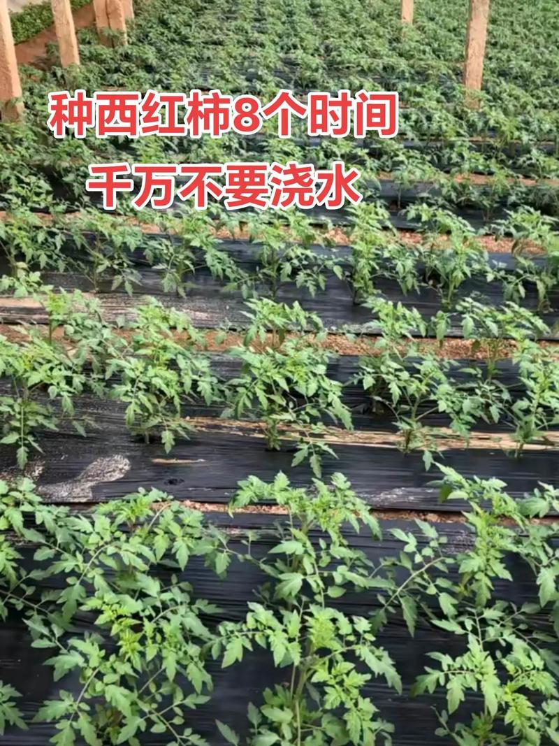 大棚西红柿怎么种植_绿番茄怎么种植方法 大棚西红柿怎么种植_绿番茄怎么种植方法 种植技巧