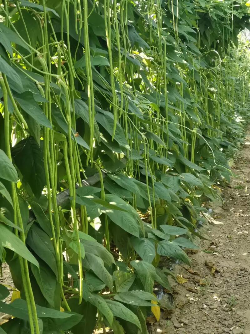 豇豆种子的家常做法_花椒怎么种植小番茄种子视频 植物种类 豇豆种子的家常做法_花椒怎么种植小番茄种子视频 豇豆种子的家常做法_花椒怎么种植小番茄种子视频 植物种类
