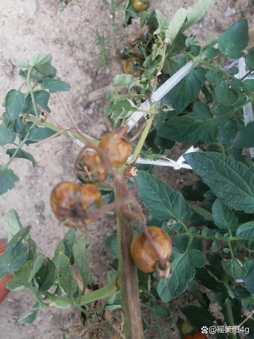 西红柿烂果怎么办_烂掉的番茄怎么种植呢视频 西红柿烂果怎么办_烂掉的番茄怎么种植呢视频 番茄种植技巧