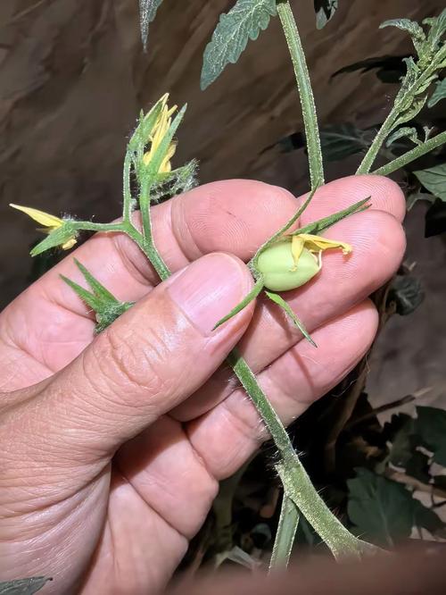 小番茄是不是转基因_板栗怎么种植小番茄苗视频 小番茄是不是转基因_板栗怎么种植小番茄苗视频 土壤施肥