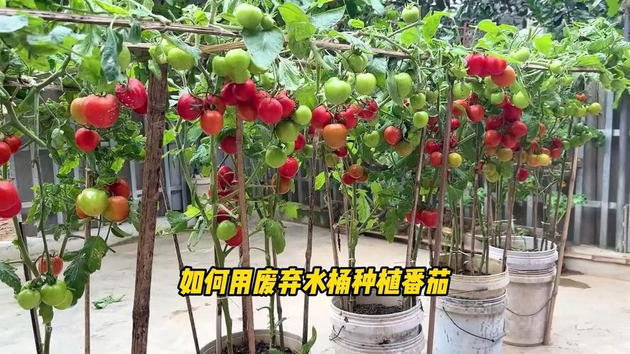 番茄定植后怎么处理生根快_水桶番茄怎么种植的图片 番茄定植后怎么处理生根快_水桶番茄怎么种植的图片 花朵知识