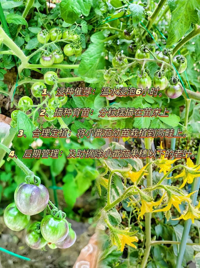 西红柿种子催芽方法五种方法_种植小番茄怎么催芽的视频 西红柿种子催芽方法五种方法_种植小番茄怎么催芽的视频 土壤施肥