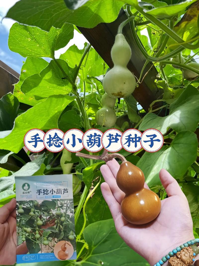 葫芦是蔬菜又是工艺品，在农村种植葫芦有哪些技巧？哪些注意事项_蔬菜种植小技巧小窍门视频 葫芦是蔬菜又是工艺品，在农村种植葫芦有哪些技巧？哪些注意事项_蔬菜种植小技巧小窍门视频 农业常识