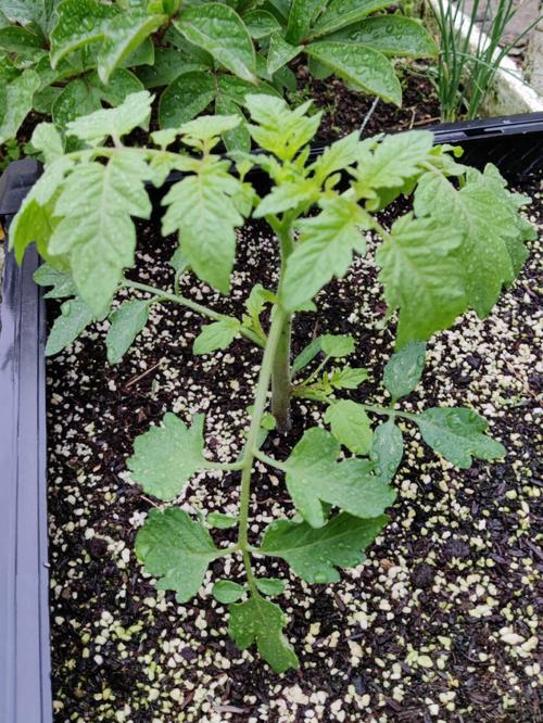 番茄什么时候打侧芽_番茄种植侧芽怎么种好呢视频 番茄什么时候打侧芽_番茄种植侧芽怎么种好呢视频 花朵知识