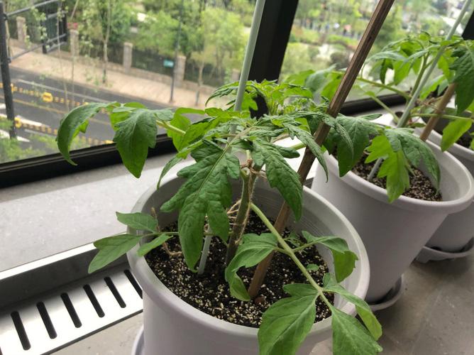 番茄温度多少会冻死_种植番茄怎么搭棚好呢视频 番茄温度多少会冻死_种植番茄怎么搭棚好呢视频 番茄种植技巧