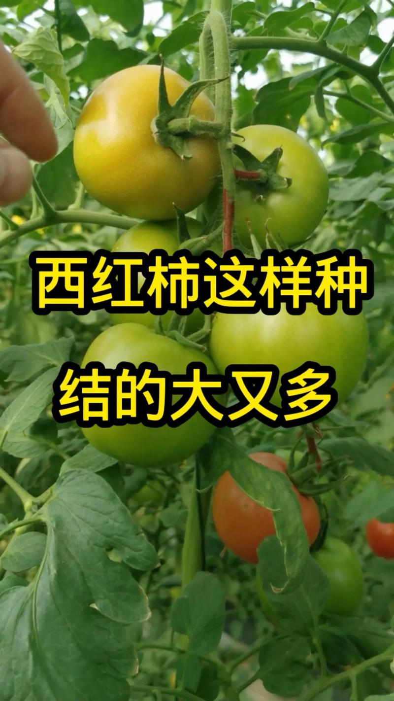 西红柿怎么种才结的大又多_番茄怎么种植才能多产量 西红柿怎么种才结的大又多_番茄怎么种植才能多产量 种植技巧