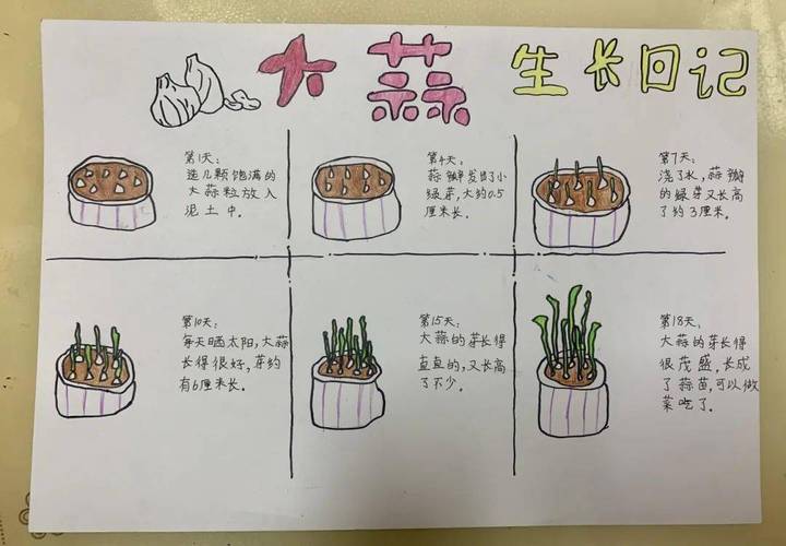 如何种好露天蔬菜_蔬菜种植技巧图文并茂图片 如何种好露天蔬菜_蔬菜种植技巧图文并茂图片 番茄种植技巧