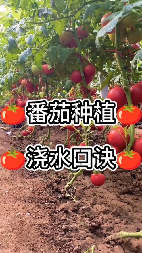 缅甸拉帕豆的做法_缅甸番茄怎么种植的呢视频