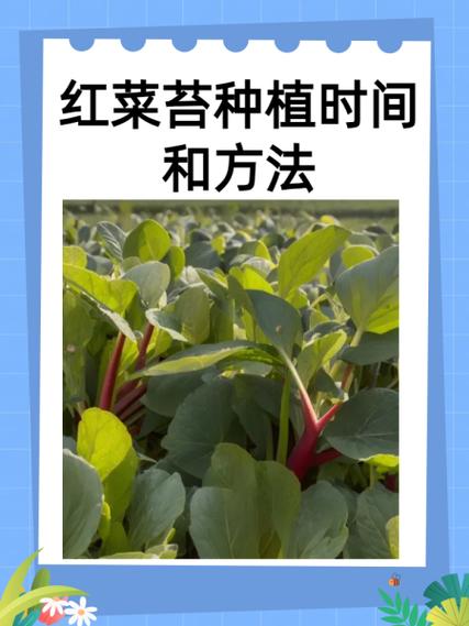 有机蔬菜种植技术_有机蔬菜种植技术技巧视频 有机蔬菜种植技术_有机蔬菜种植技术技巧视频 农业常识
