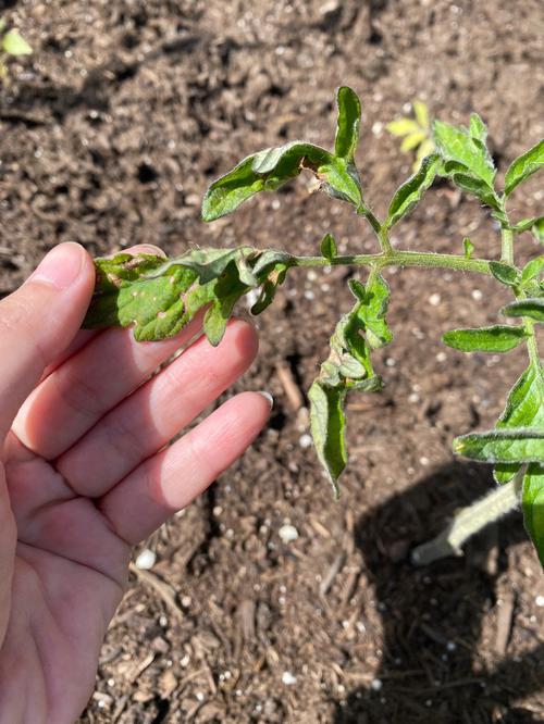 西红柿上小黑飞虫怎么治_小黑番茄怎么种植视频 西红柿上小黑飞虫怎么治_小黑番茄怎么种植视频 农业常识