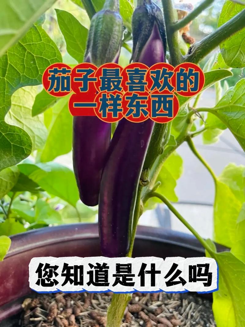 茄子芝麻球的做法视频_茄子蔬菜种植技巧视频教程 茄子芝麻球的做法视频_茄子蔬菜种植技巧视频教程 番茄病虫害防治