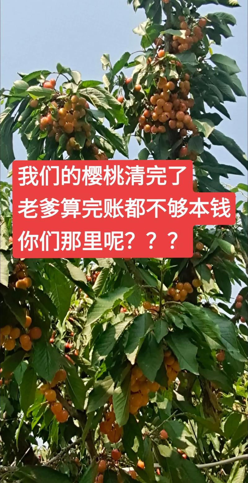 农民的果子都烂树上卖不出去怎么办_种植番茄挣钱吗 农民的果子都烂树上卖不出去怎么办_种植番茄挣钱吗 土壤施肥