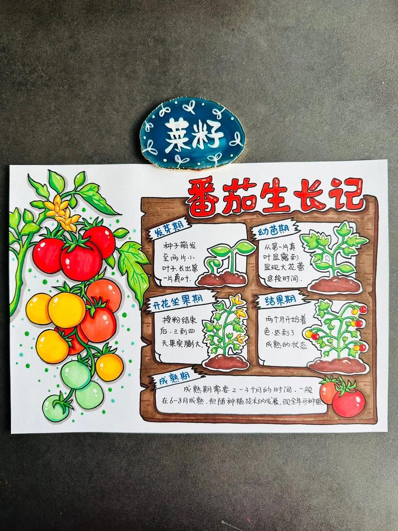 大家帮我看下新手绘的效果怎么样_怎么种植番茄简笔画图片 大家帮我看下新手绘的效果怎么样_怎么种植番茄简笔画图片 番茄种植技巧