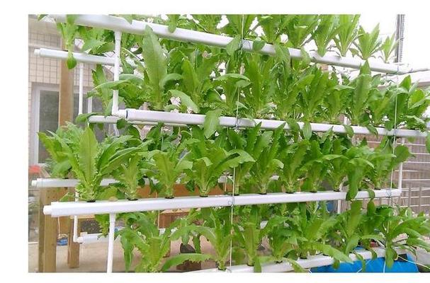 我在pvc管里种的菜长势不好是什么原因_管道水培蔬菜种植技巧视频 我在pvc管里种的菜长势不好是什么原因_管道水培蔬菜种植技巧视频 番茄病虫害防治