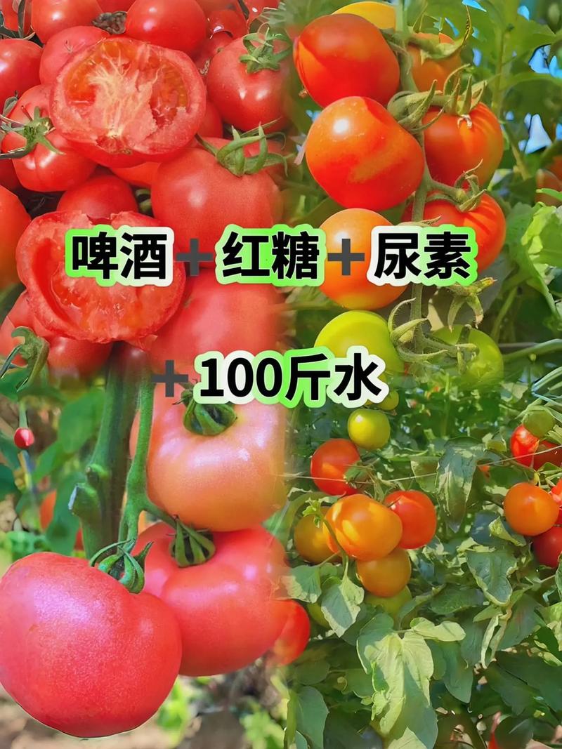 黄珍珠樱桃番茄怎么种_纯樱桃番茄怎么种植的视频 黄珍珠樱桃番茄怎么种_纯樱桃番茄怎么种植的视频 农业常识