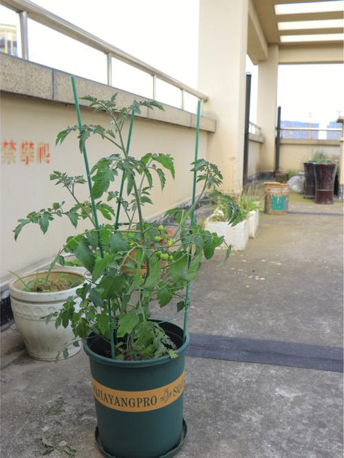 农家种的西红柿上发黑怎么回事_小番茄种植怎么变黑了 农家种的西红柿上发黑怎么回事_小番茄种植怎么变黑了 种植技巧