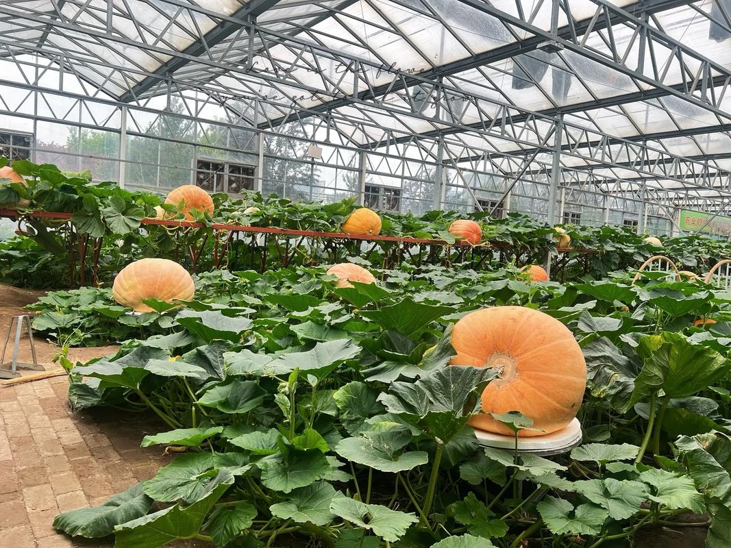 寿光蔬菜种植技术培训哪个靠谱_寿光蔬菜基地图片 寿光蔬菜种植技术培训哪个靠谱_寿光蔬菜基地图片 花朵知识