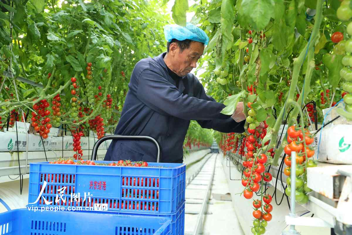 西红柿无土栽培全过程_无土小番茄怎么种植的视频 西红柿无土栽培全过程_无土小番茄怎么种植的视频 花朵知识