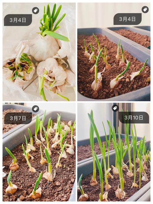 番茄酱怎么做的_番茄迷迭香大蒜怎么种植的 番茄酱怎么做的_番茄迷迭香大蒜怎么种植的 土壤施肥