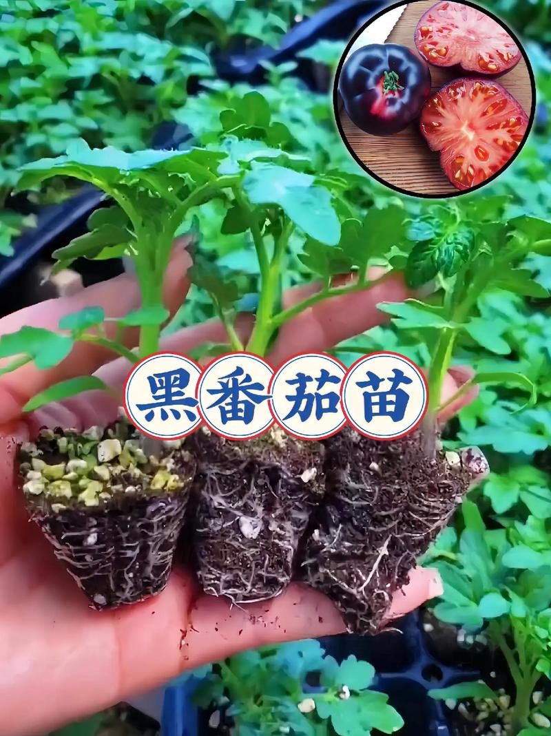 冬季西红柿什么时候种_冬天种植番茄苗怎么种植 冬季西红柿什么时候种_冬天种植番茄苗怎么种植 土壤施肥