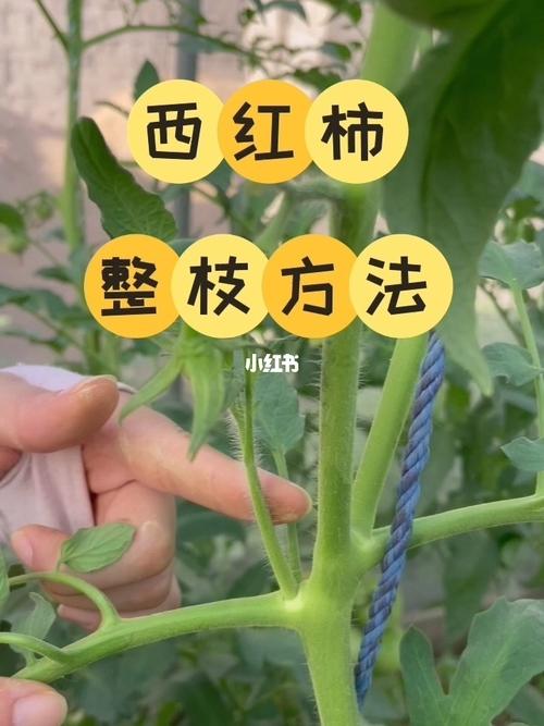 番茄整枝打杈方法_阳台种植番茄怎么打顶视频 番茄整枝打杈方法_阳台种植番茄怎么打顶视频 花朵知识