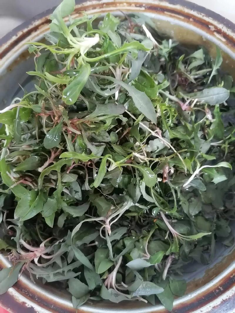 野菜栽培技术，如何培育野生蔬菜_蔬菜种植小妙招小技巧视频 野菜栽培技术，如何培育野生蔬菜_蔬菜种植小妙招小技巧视频 番茄种植技巧