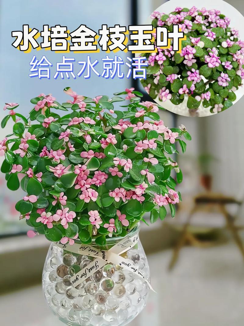 金枝玉叶夏天能施肥吗_蔬菜种植技巧夏季施肥方法 金枝玉叶夏天能施肥吗_蔬菜种植技巧夏季施肥方法 番茄种植技巧