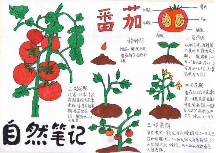 阳台如何种植西红柿_番茄种植日历图怎么画的 阳台如何种植西红柿_番茄种植日历图怎么画的 花朵知识